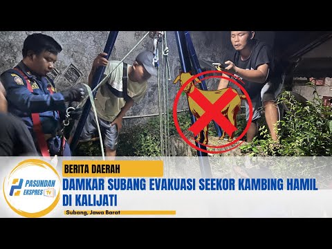 Damkar Subang Evakuasi Seekor Kambing Hamil di Kalijati