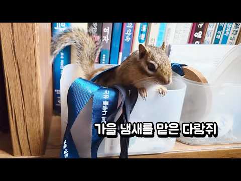 가을 냄새를 맡는 다람쥐