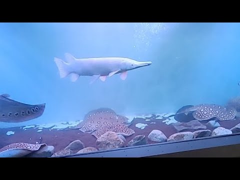 Spontaneous LIVE video! Instagram: off_the_deep_end_aquatics
https_//www.instagram.com/off_the_deep_end_aquatics/

United Ar
