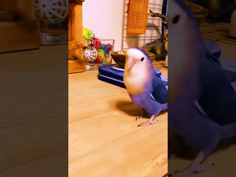 dustbin me hi potti karti hu daily yar ๐คฃ #funnyparrot #talkingparot #petparrot #lovebirds #ytshorts