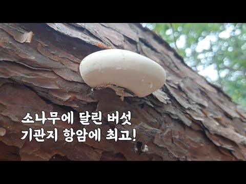 소나무에 달린 솔향 진한 버섯! '이것' 기관지 천식 항암에 최고! 보면 가져오세요