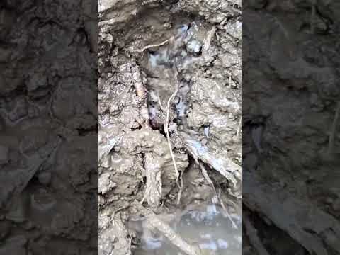 PRONAŠLI SMO NAJVEĆE BOGATSTVO ŽIVOTA 👍👍👍👍😍