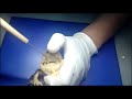 Frog Anatomy and Physiology