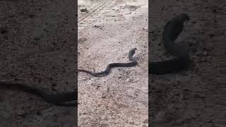 Guide Dan releases a Mozambican spitting cobra