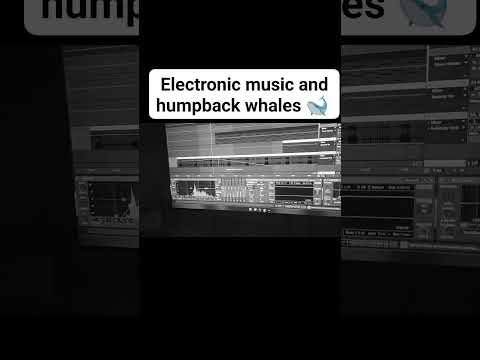 humpback 🐋  whales and edm #2025