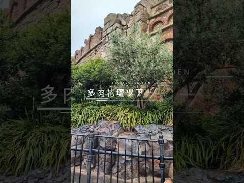 【多肉花壇】実は多肉がいっぱい！DisneySeaマーメイドラグーンの海底をイメージした花壇【ディズニー】