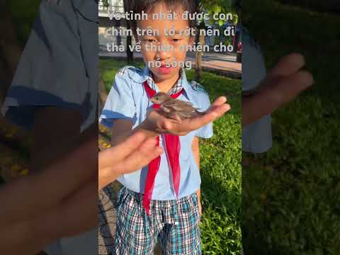 Vô tình bắt được con chim non trên tổ nhớ đăng kí nha