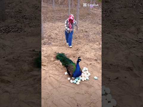 Vibrant Bird Peacock #peacock #peafowl