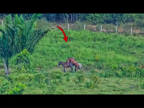 CAVALO COBRINDO BURR0 😱