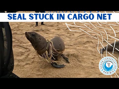 Seal Stuck in Cargo Net