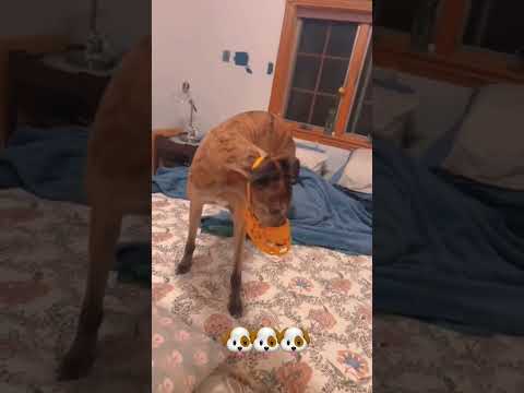 funnydogs#cute#doglover#doglife#cure#dogshorts#pet#doglife#dogshorts