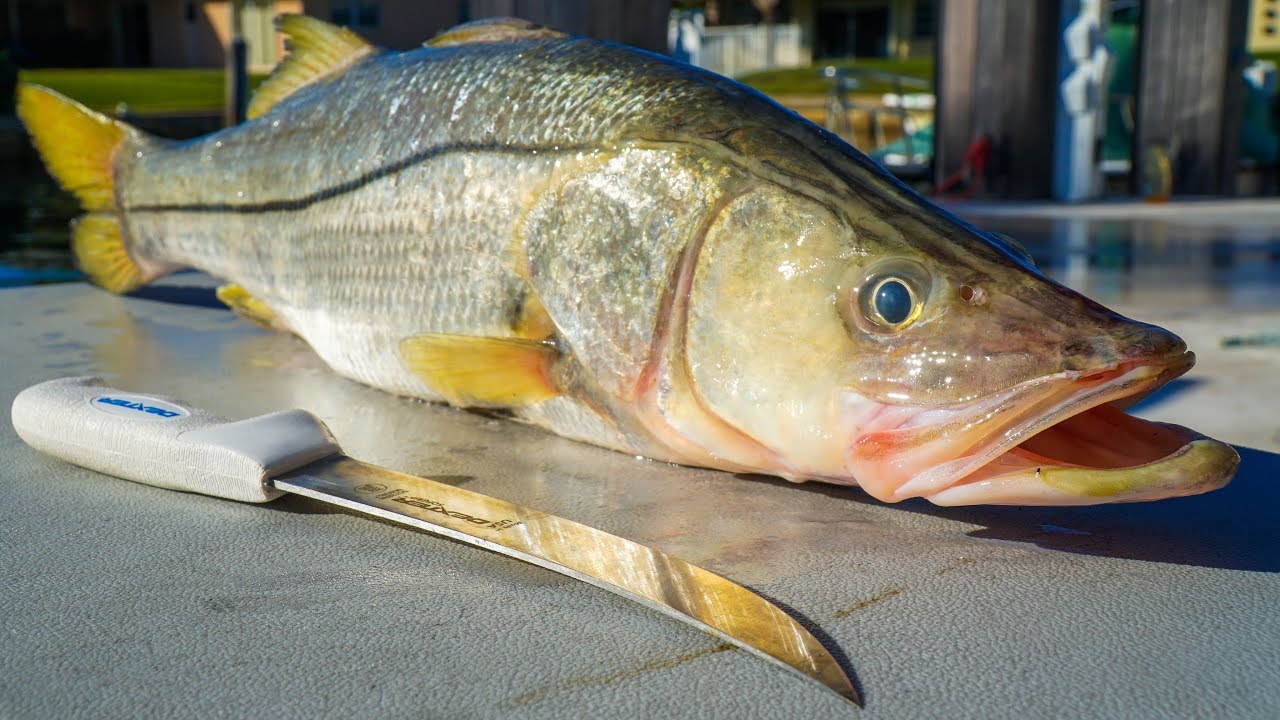 You CAN'T Buy This Fish. Catch Clean Cook