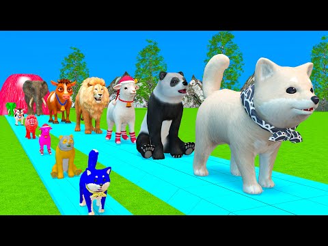 Paint & Animals Cow,Gorrila,Elephant,Sheep,Deer,Tiger,Lion, Fountain Crossing Transformation Cartoon