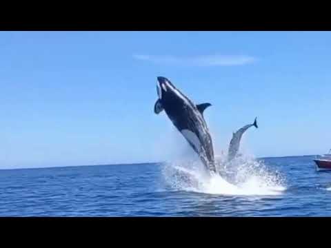 Lumba Lumba dan paus Berenang