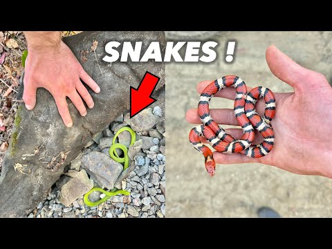 Can we Still Find Snakes??? Late Season Milk Snake!