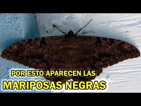 El Misterio Detrás de las Mariposas Negras | Mariposa Negra en tu casa