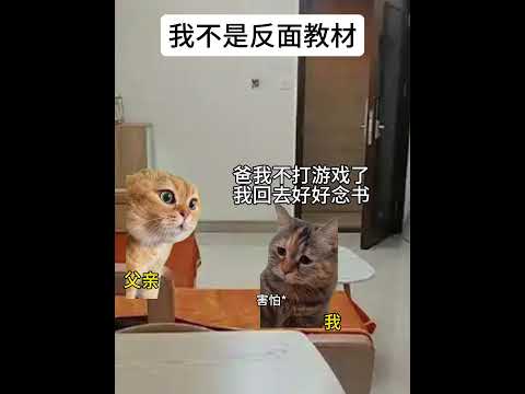 猫の動画サムネイル - 我不是反面教材之电竞传奇#sky李晓峰 #电竞 #猫meme #猫meme剧场 #内容过于真实  #故事 #貓 #猫猫meme小剧场 #喵不可言