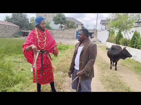Ngombe ya Maasai kumeza P2