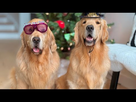 Golden Retriever's 2024 year In Review