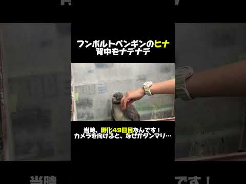 カメラを向けるまでは、活発だったんです…！#shorts