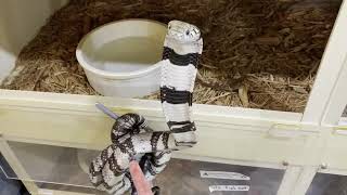 Ringed Water Cobra Venom  Extractions