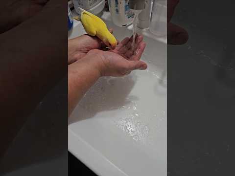 水を怖がるきーちゃん水浴びしないから水かけてみた。コザクラインコ #コザクラインコ #インコ