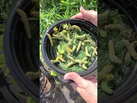 Caterpillars and More Caterpillars: Black Swallowtail Caterpillars