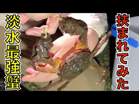 美味いけどヤバい！淡水最強の蟹『モクズガニ』にはさまれてみた