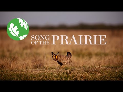 Song of the Prairie: Restoring a Home on the Range for the Attwater’s Prairie Chicken