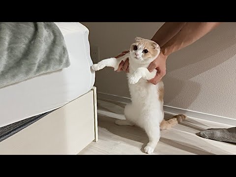 ベッドに爪研ぎして穴開けてたところを現行犯逮捕したら猫がこうなっちゃいました…www