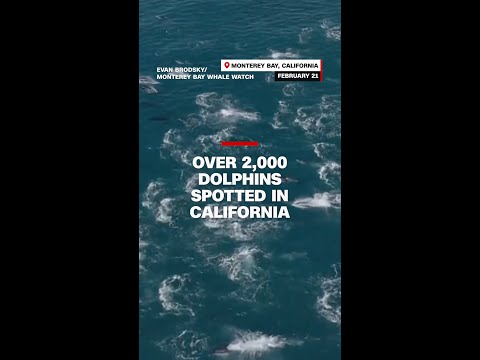 Over 2,000 dolphins spotted in California