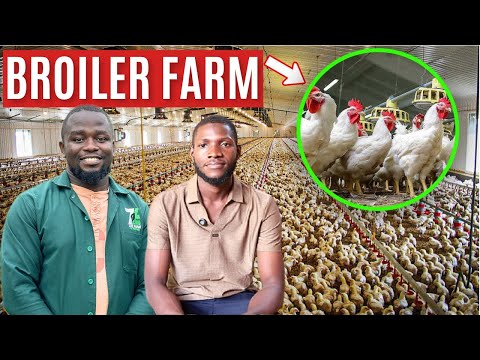 How To Start Broiler Farming and Earn Money In One Month