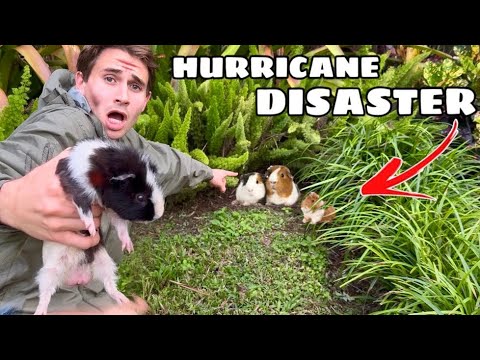 SOMEONE DUMPED THESE ANIMALS DURING HURRICANE MILTON !