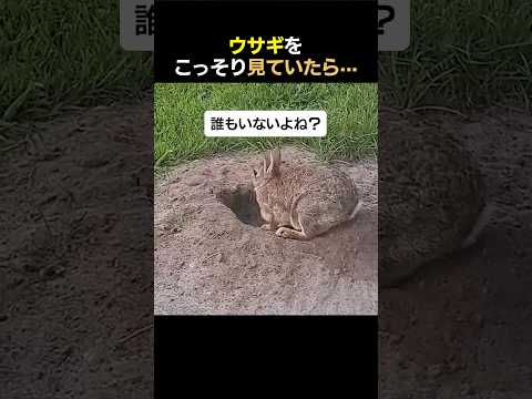 ウサギをこっそり見ていたら···