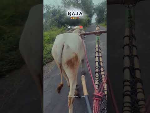 /राजा.(तैयारी चालू)..:#ꜱʜᴏʀᴛ