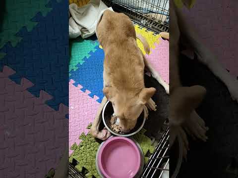 老蘇都是固定使用同一品牌的老犬飼料，避免不同的飼料造成狗狗腸胃不適應，泡軟後加入任何寵物罐頭及鮮食，若有胃口不佳或挑食的狗狗，家樂福的烤雞非常好用