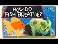 Understanding Goldfish and Their Adaptations