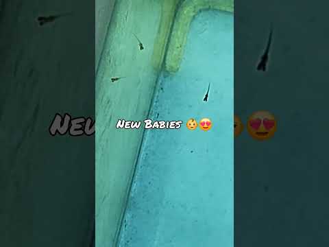 I Tried Raising Rice Fish From Eggs - Here's What  