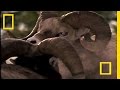 Bighorn Sheep Battle Strategies