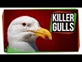 Adaptability and Predatory Behavior of Kelp Gulls