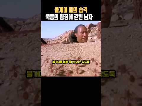 "살아날 방법은 없다? 사막에 묻힌 채 불개미와 사투! 😨🐜" #스콜피온킹