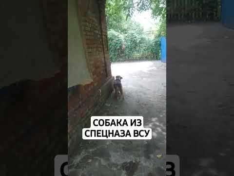 Собака спецназа ВСУ