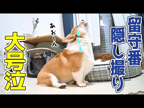 愛犬の お留守番を隠し撮り してみたら…寂しくて大号泣【コーギー】