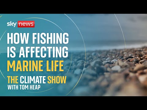 The fishy protections that cover our seas | The Climate Show with Tom Heap