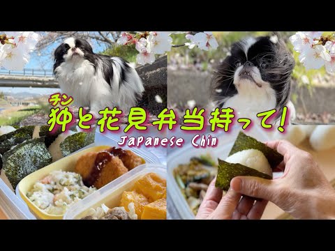 心洗われる狆と櫻のラプソディ。淡いピンクに包まれる穩やかな午後の記録。