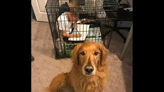 😺 Теперь вы будете послушными! 🐕 Смешное видео с собаками и кошками! 😸