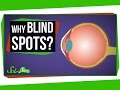 Understanding Blind Spots and Vision
