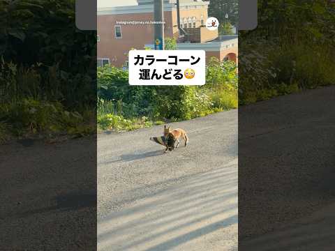 キツネとコーンの驚きの用途とは？解説と撮影裏話 サムネイル