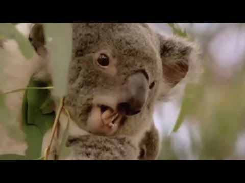 "Brave Koala Mom Saves Baby from Danger"