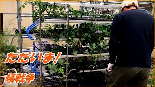 ただいま！～蟻戦争～